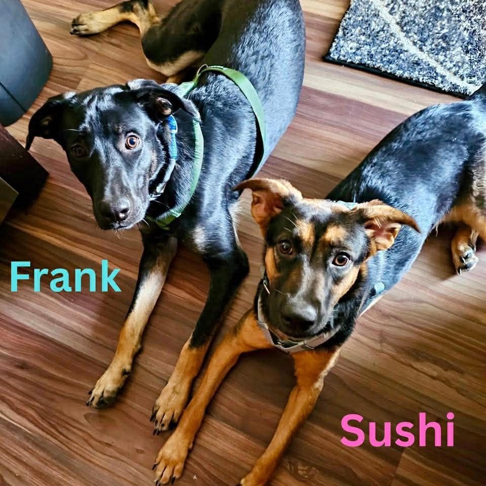 Enlarge FRANK, a ADOPTABLE mixed breed in Madisonville, LA image 6/6