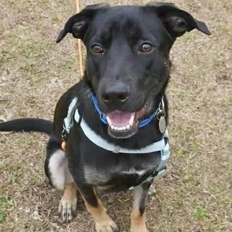 FRANK, ADOPTABLE, Young Male German Shepherd Dog & Labrador Retriever.