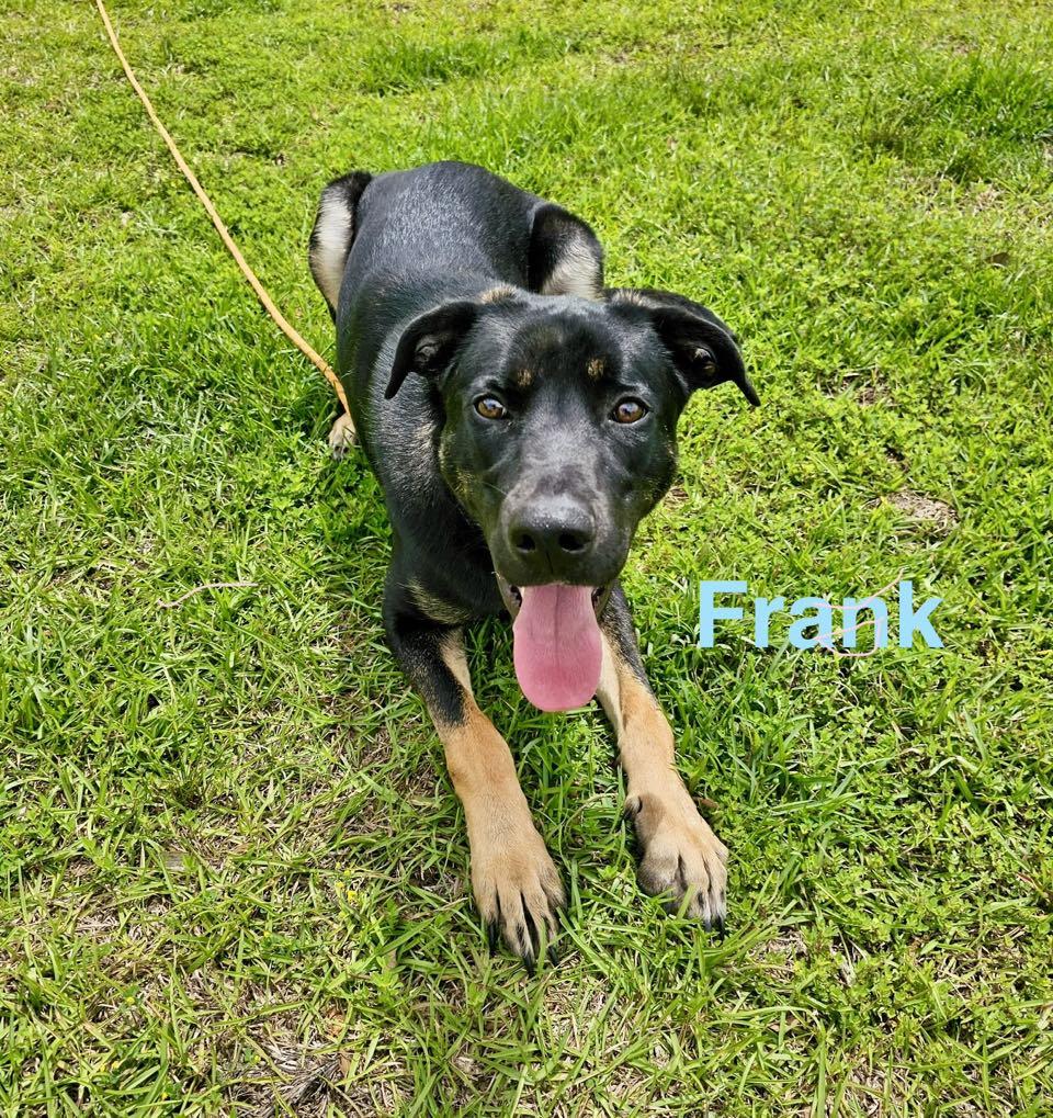 FRANK, a ADOPTABLE mixed breed in Madisonville, LA image 4/6