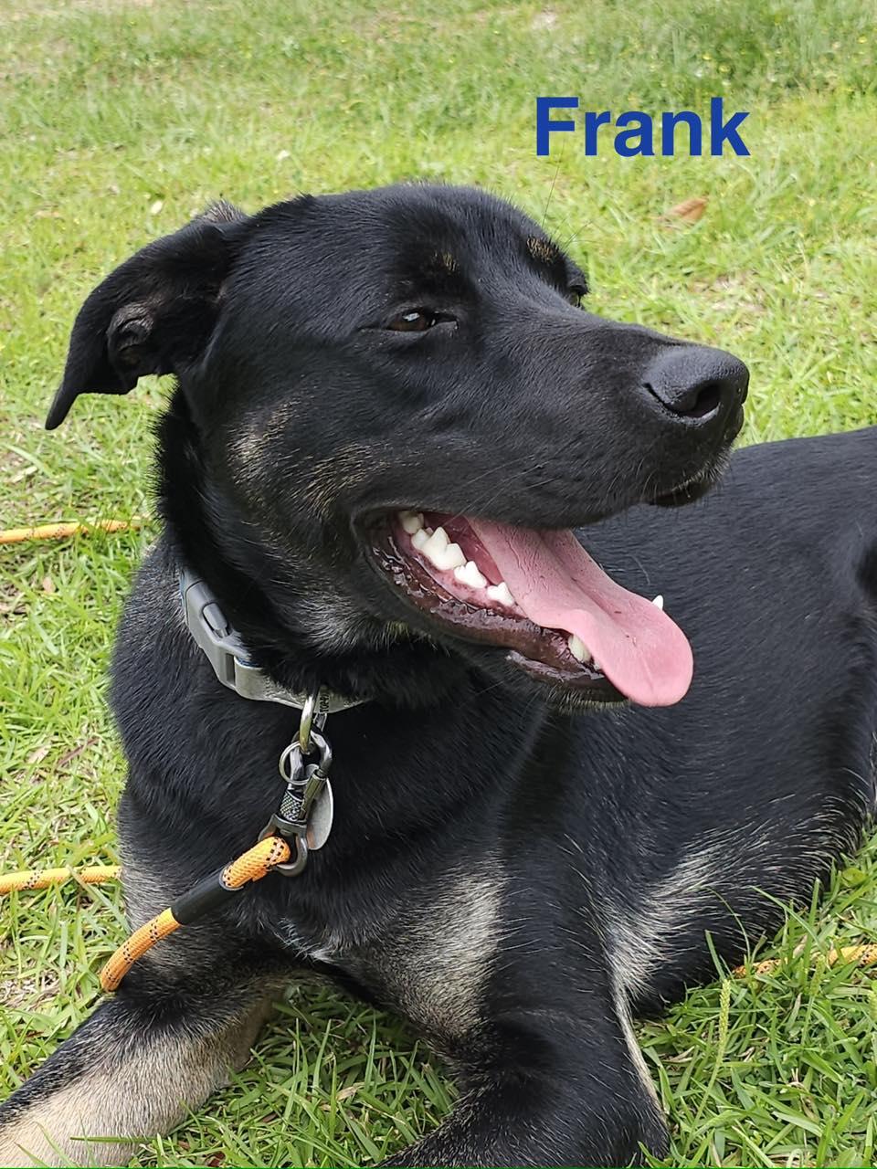 FRANK, a ADOPTABLE mixed breed in Madisonville, LA image 3/6