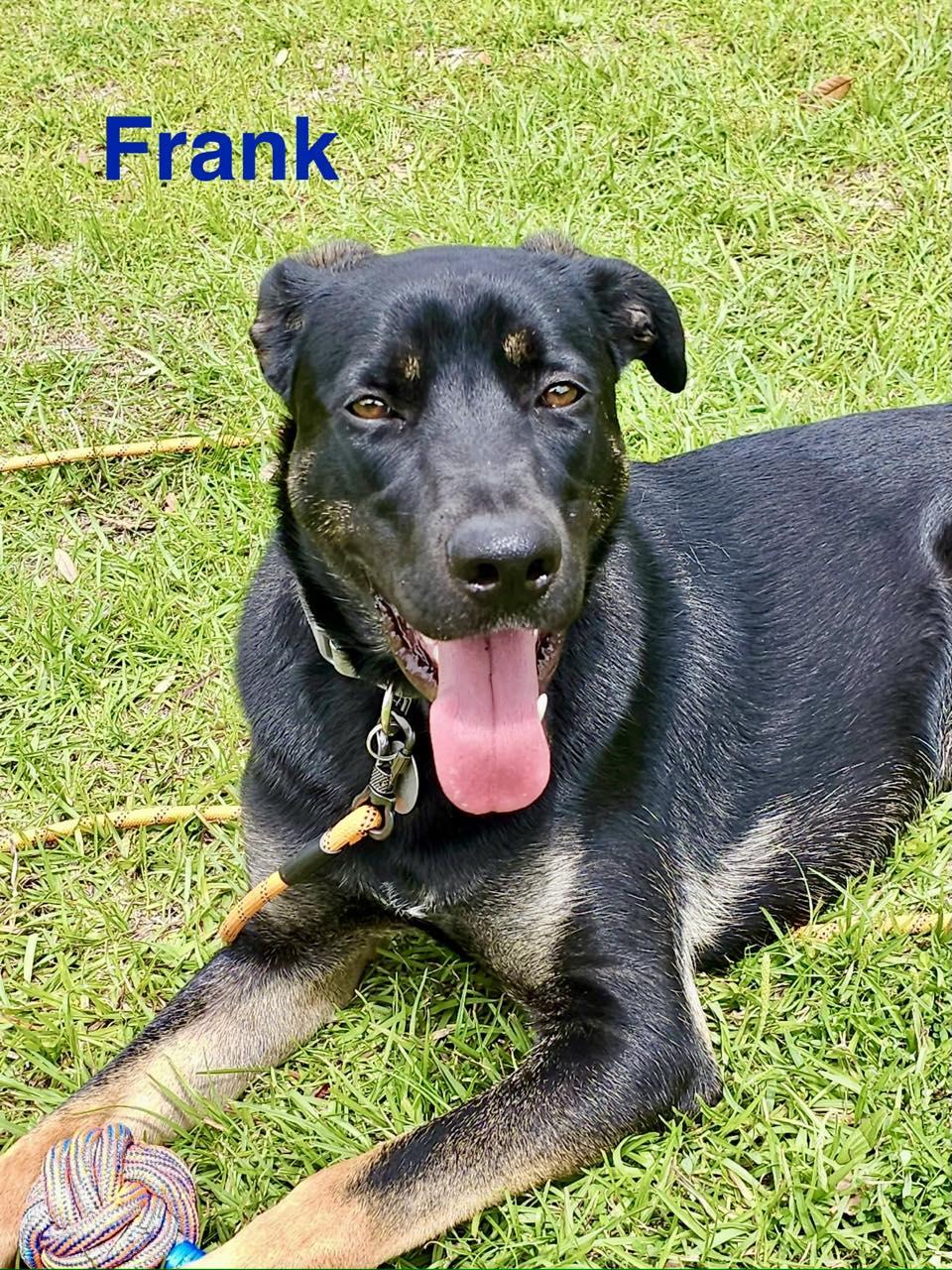 FRANK, a ADOPTABLE mixed breed in Madisonville, LA image 2/6