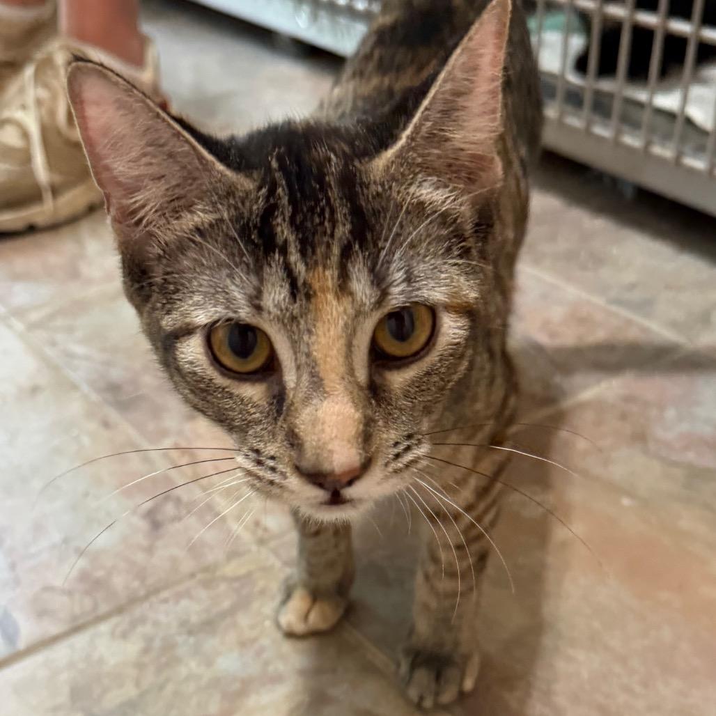 Caelith, a Adoptable Domestic Short Hair in West Chester, PA image 1/4
