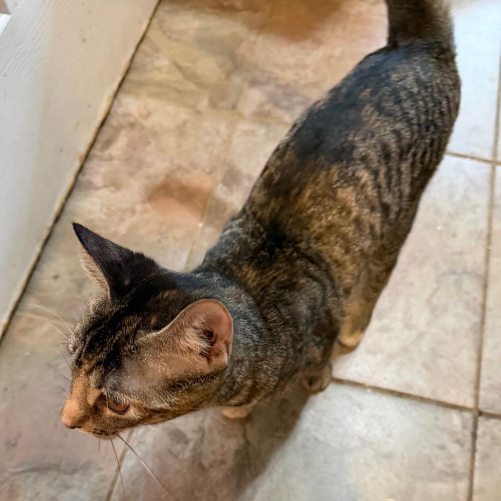 Caelith, a Adoptable Domestic Short Hair in West Chester, PA image 2/4