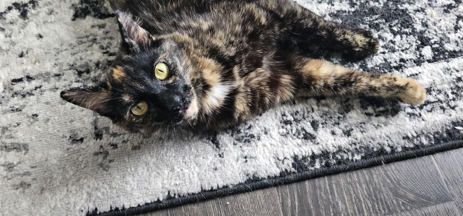 Artemis, Adoptable, Adult Female Domestic Short Hair.