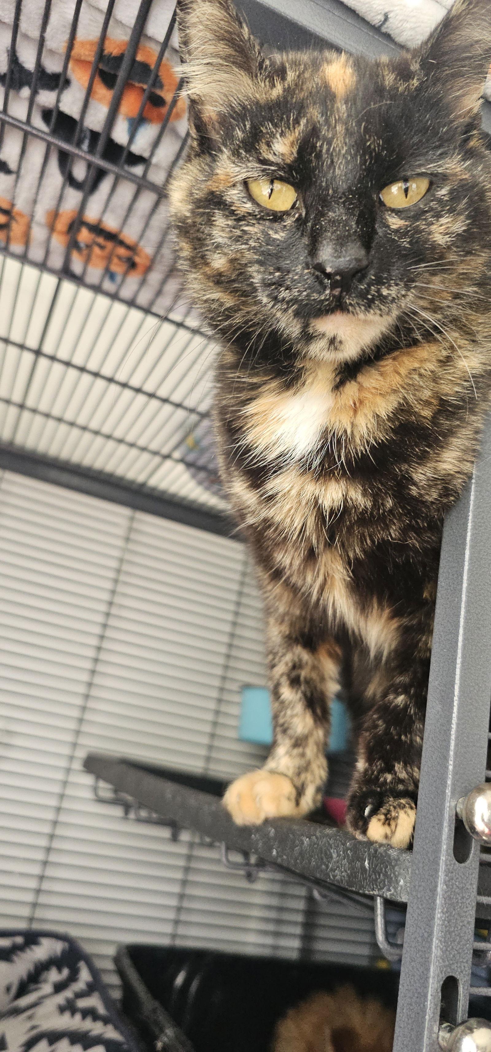 Enlarge Artemis, a Adoptable Domestic Short Hair in Hanover, PA image 2/3