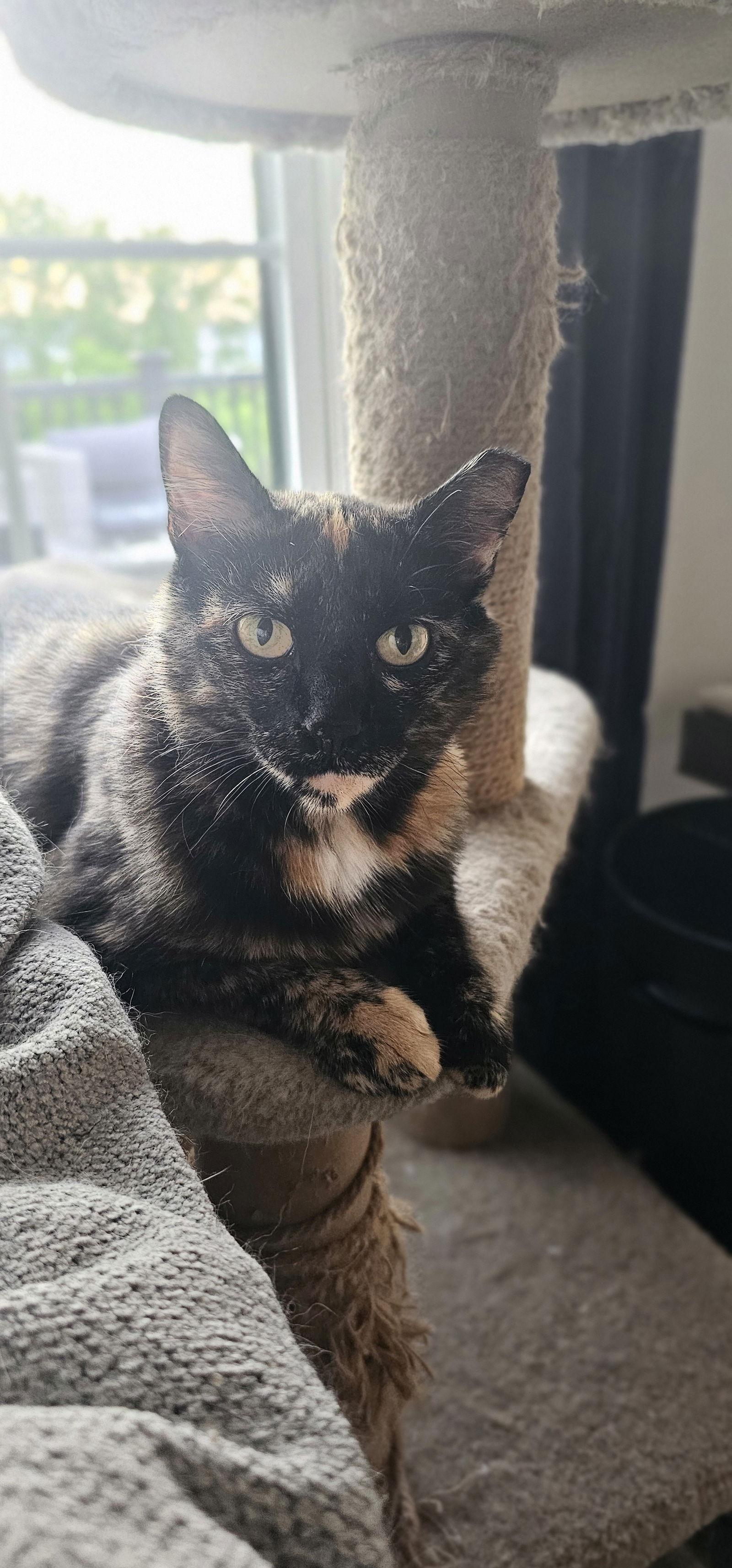 Artemis, Adoptable, Adult Female Domestic Short Hair.