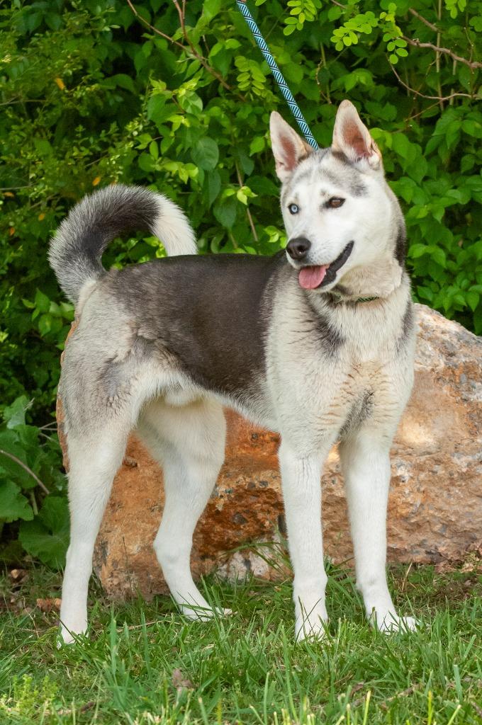 Nimbus, a Adoptable Husky in Johnson City, TN image 1/5