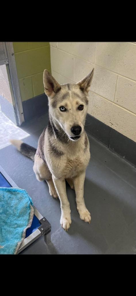 Nimbus, a Adoptable Husky in Johnson City, TN image 2/5