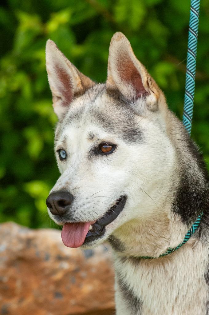 Nimbus, a Adoptable Husky in Johnson City, TN image 3/5
