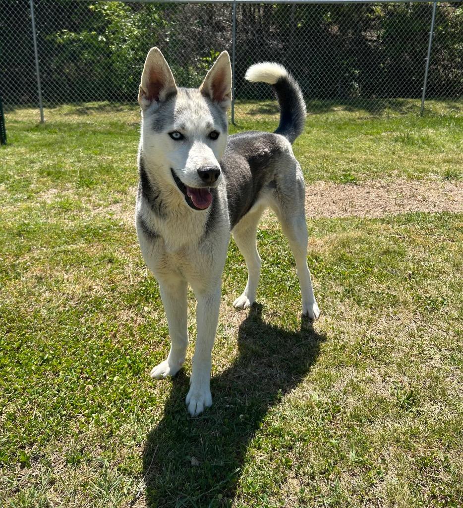 Nimbus, a Adoptable Husky in Johnson City, TN image 4/5