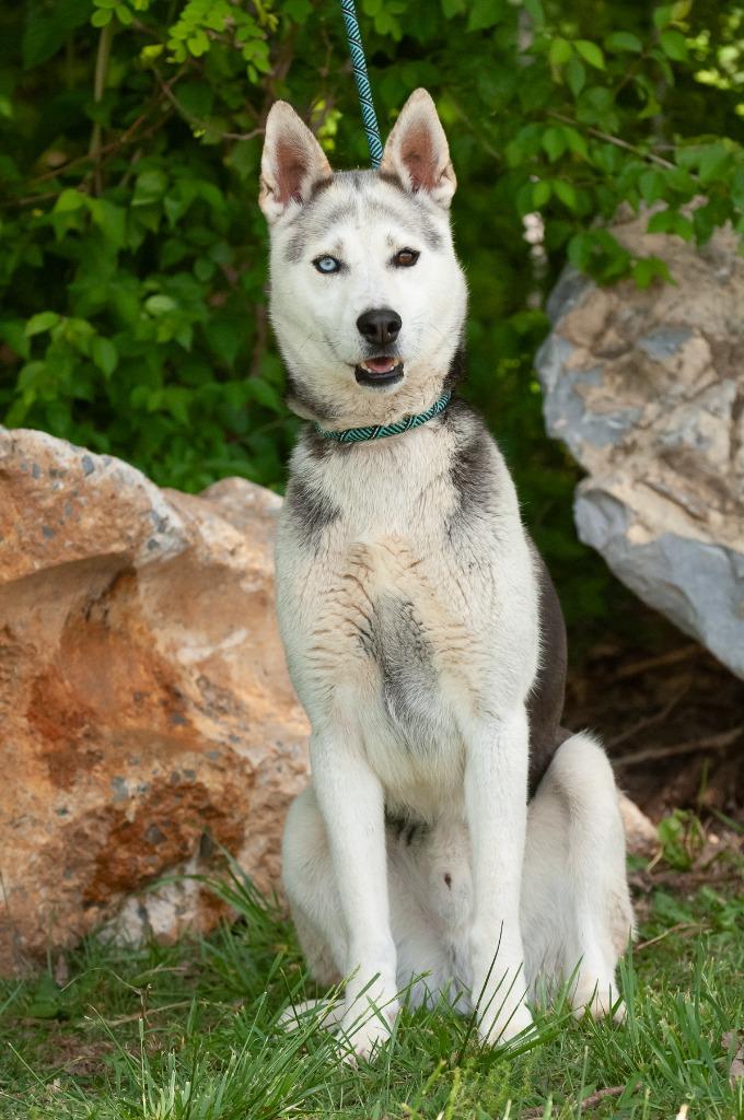 Nimbus, a Adoptable Husky in Johnson City, TN image 5/5