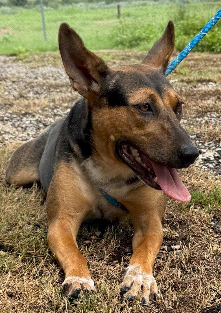 Ellie, Adoptable, Adult Female Mixed Breed.