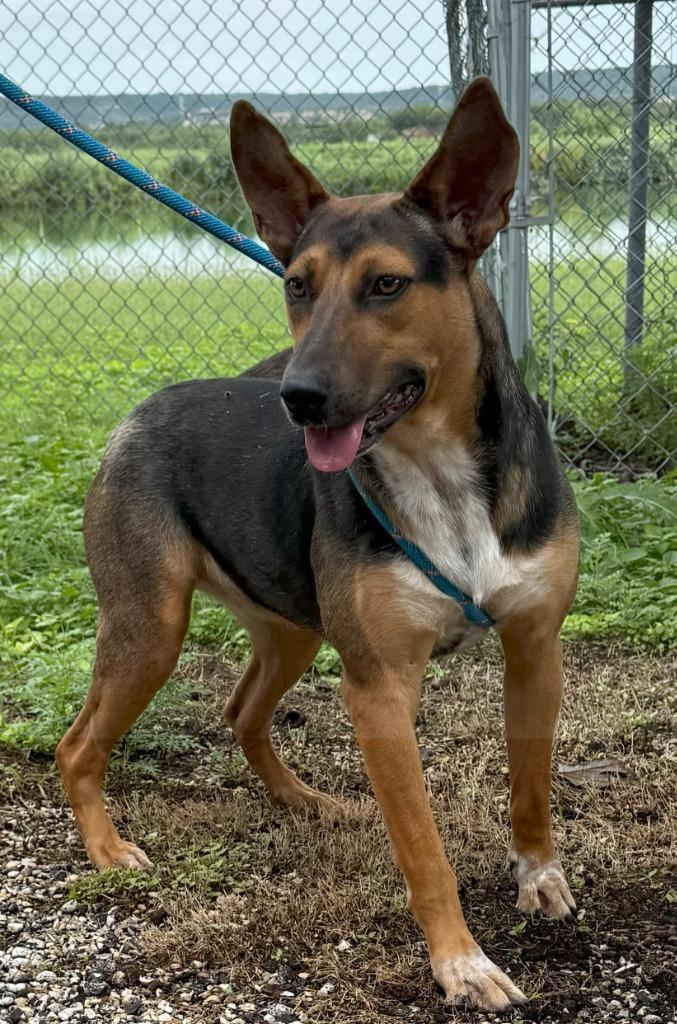 Enlarge Ellie, a Adoptable mixed breed in Junction, TX image 3/4