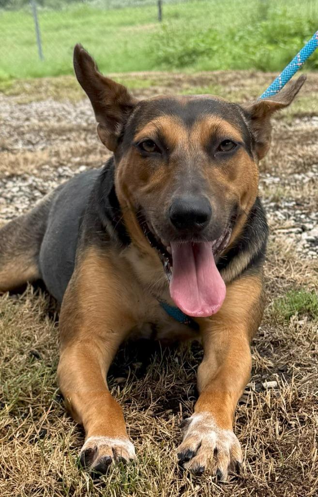 Enlarge Ellie, a Adoptable mixed breed in Junction, TX image 4/4