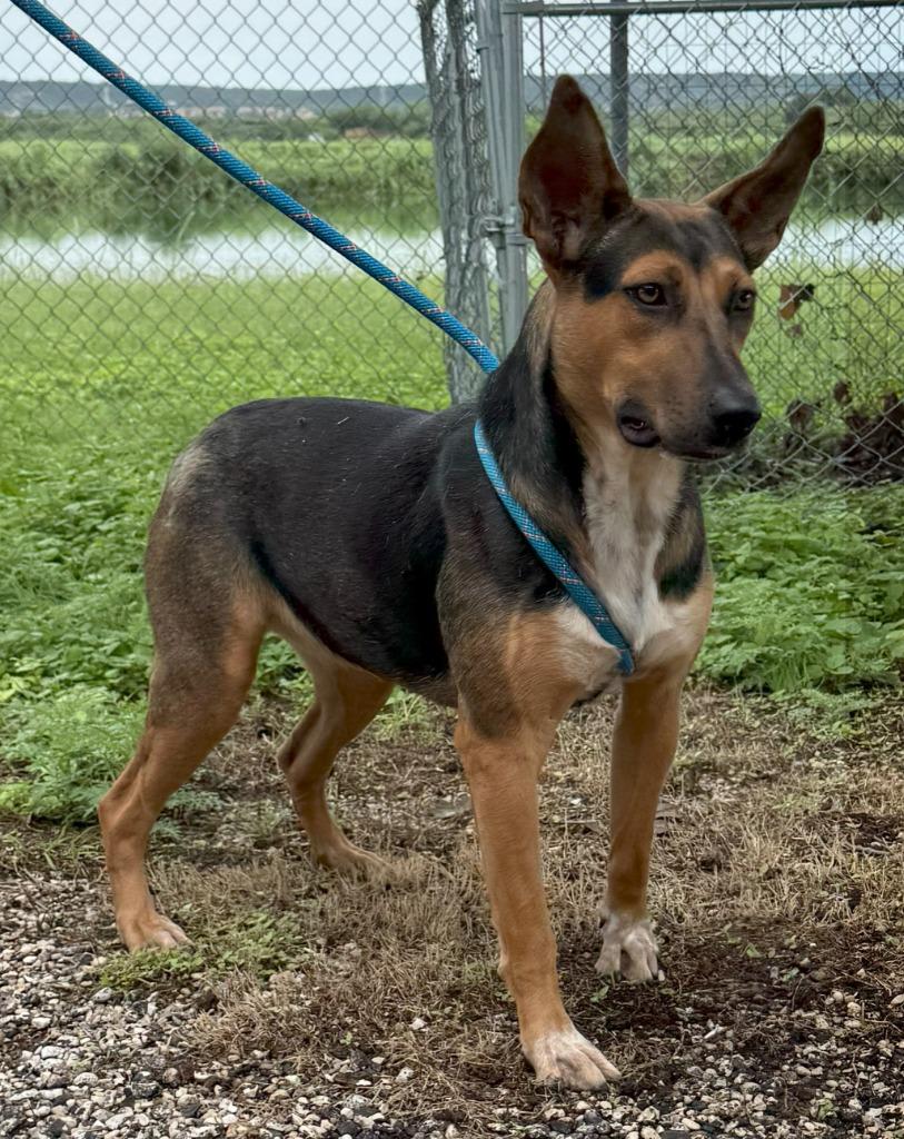 Enlarge Ellie, a Adoptable mixed breed in Junction, TX image 4/4