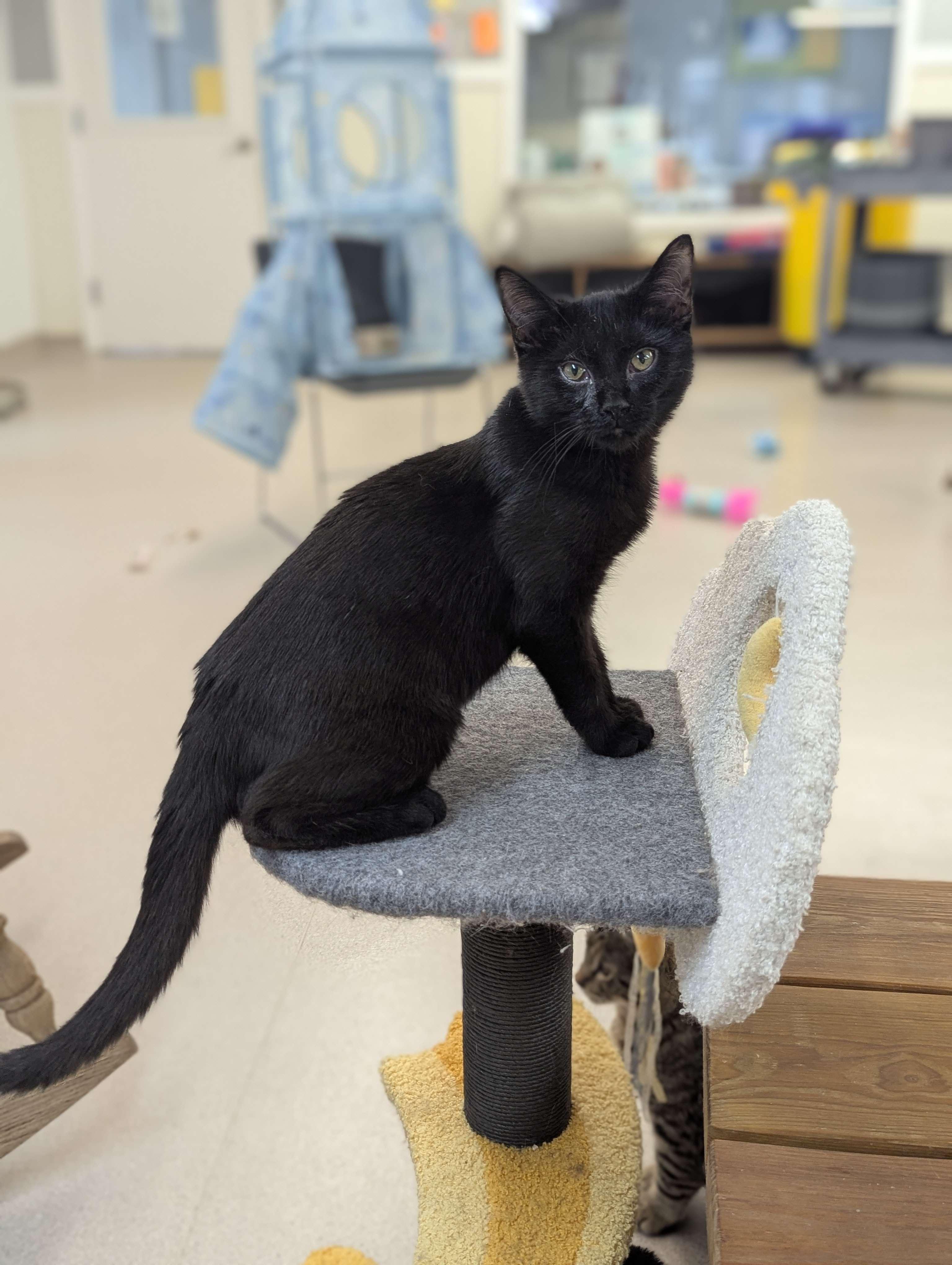 Mocha - Secret Admirer