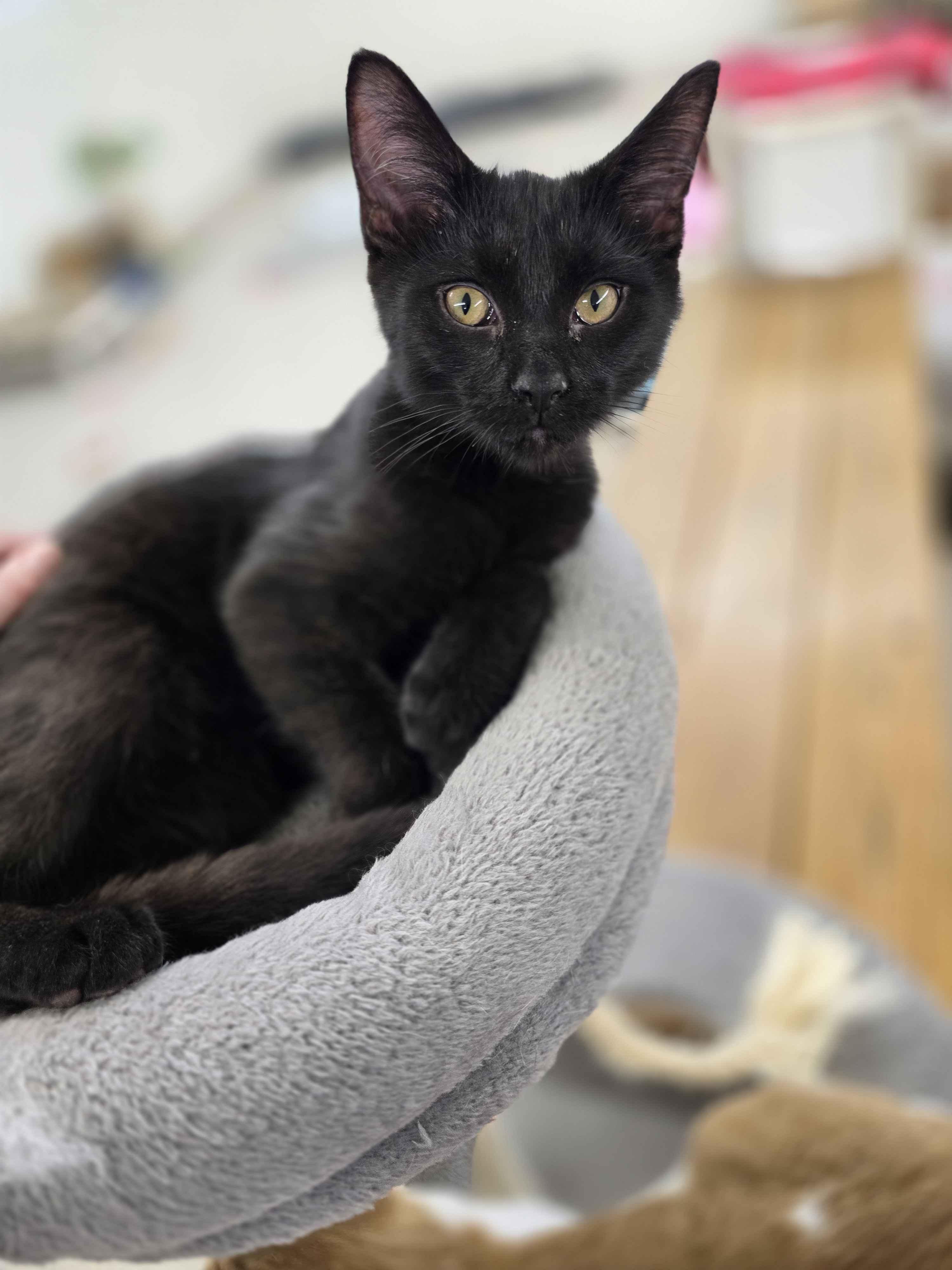 Mocha - Secret Admirer