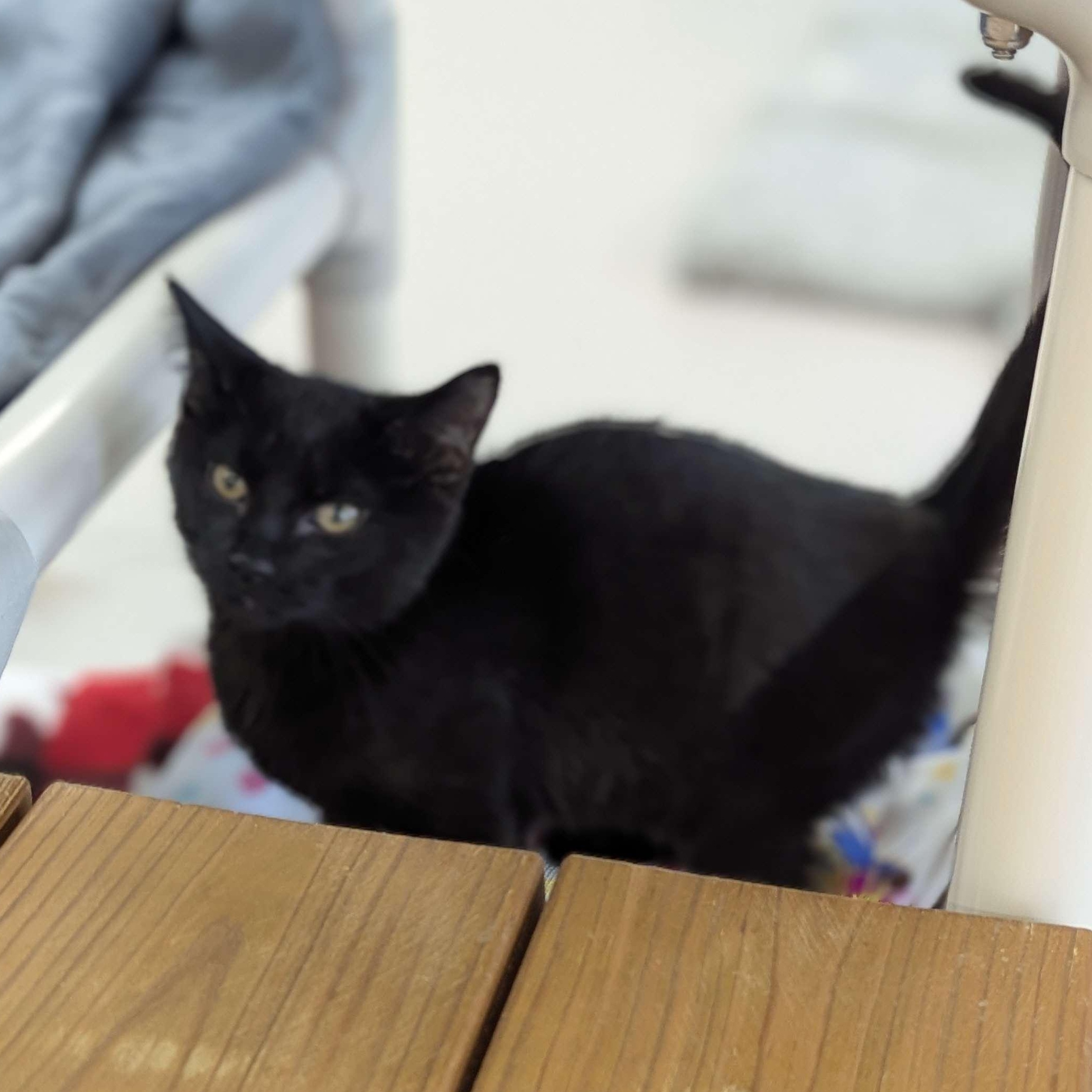 Mocha - Secret Admirer