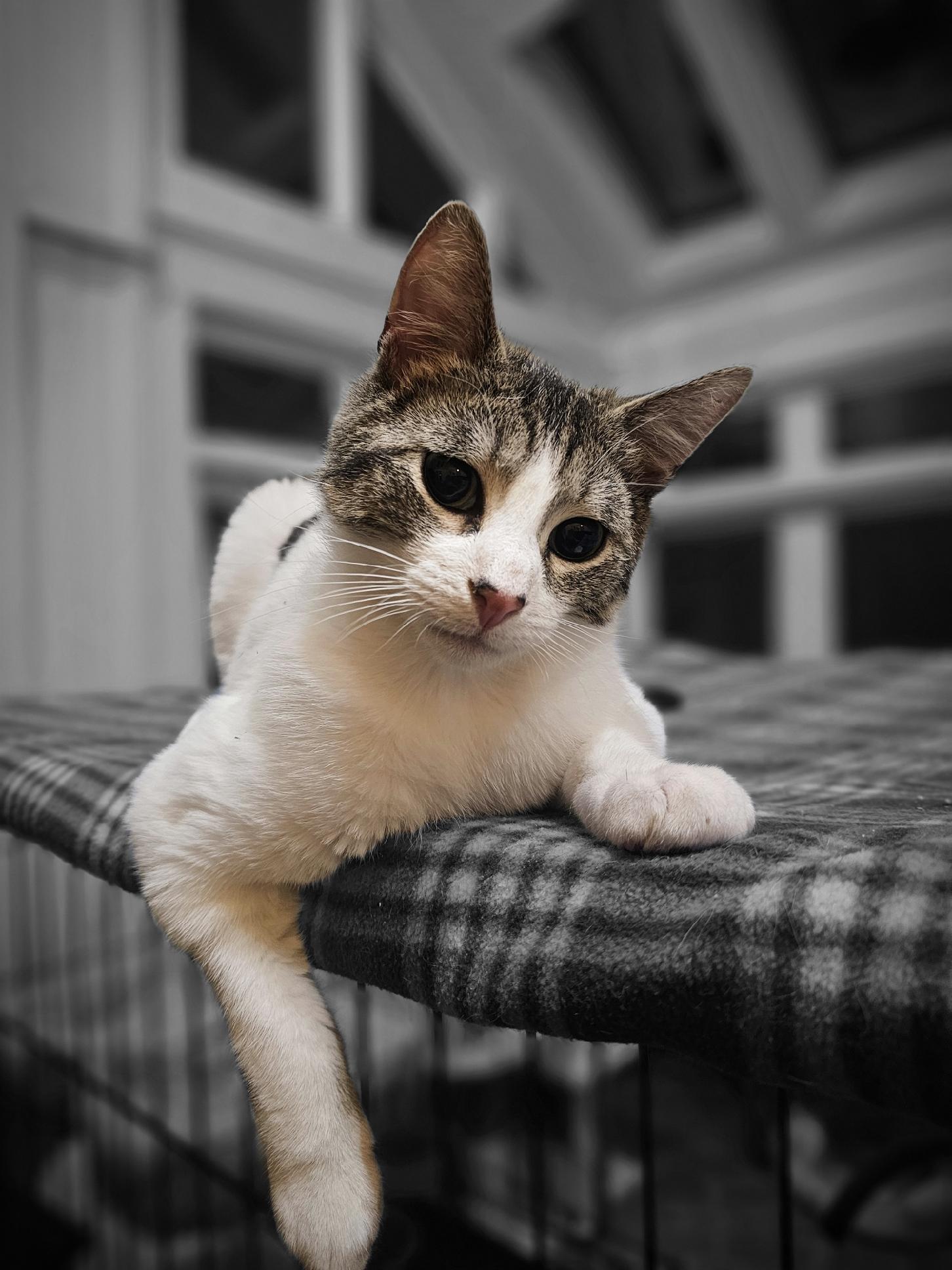 Jingles, Adoptable, Young Male Domestic Short Hair.