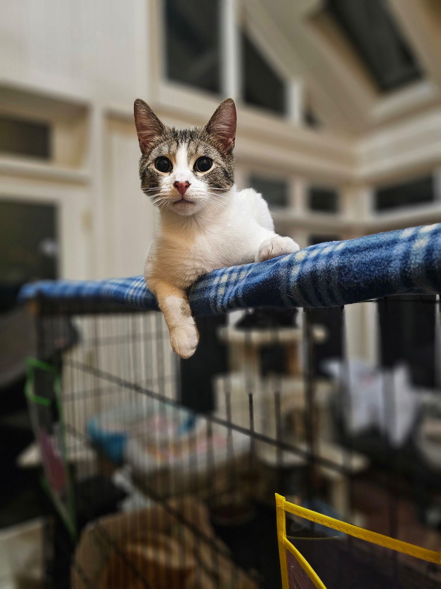 Jingles, a Adoptable Domestic Short Hair in Broomall, PA image 2/3