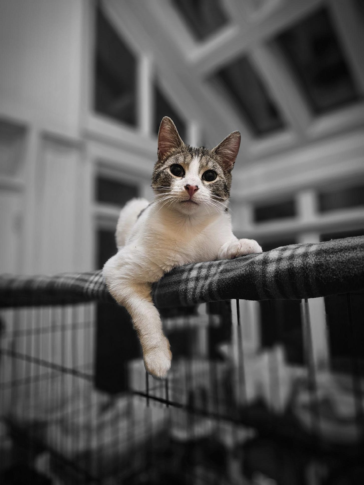 Jingles, a Adoptable Domestic Short Hair in Broomall, PA image 3/3