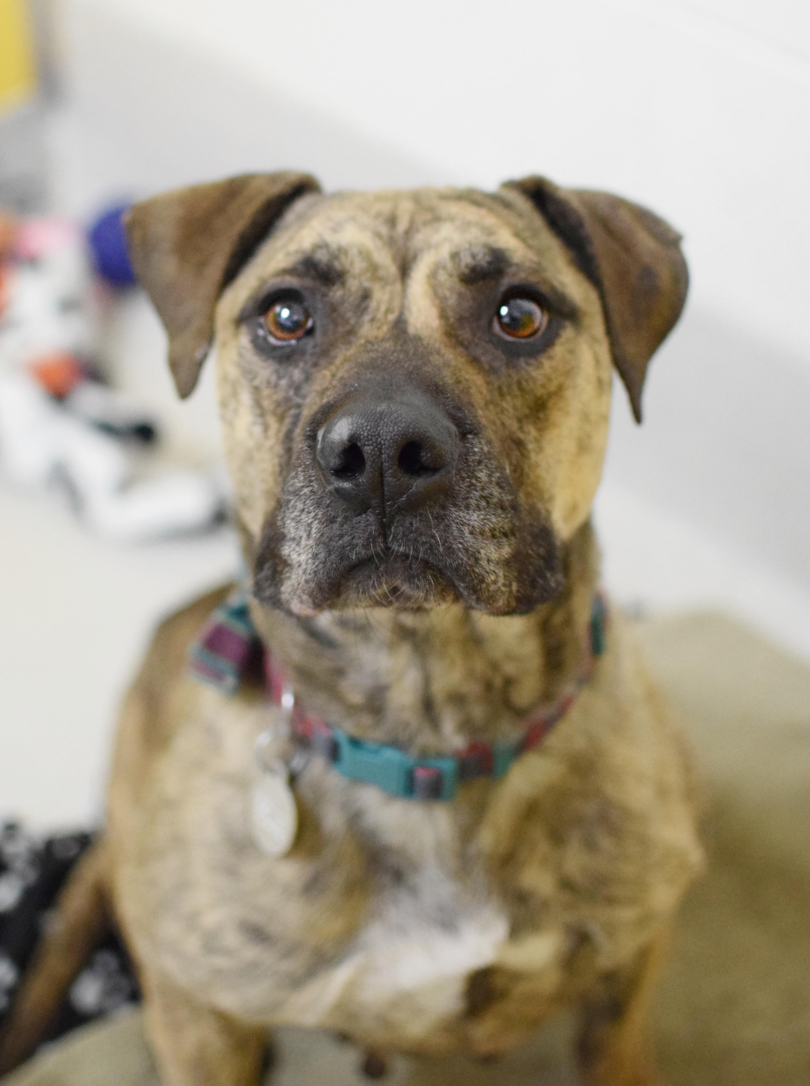 Aurora, ADOPTABLE, Adult Female Pit Bull Terrier & Hound.