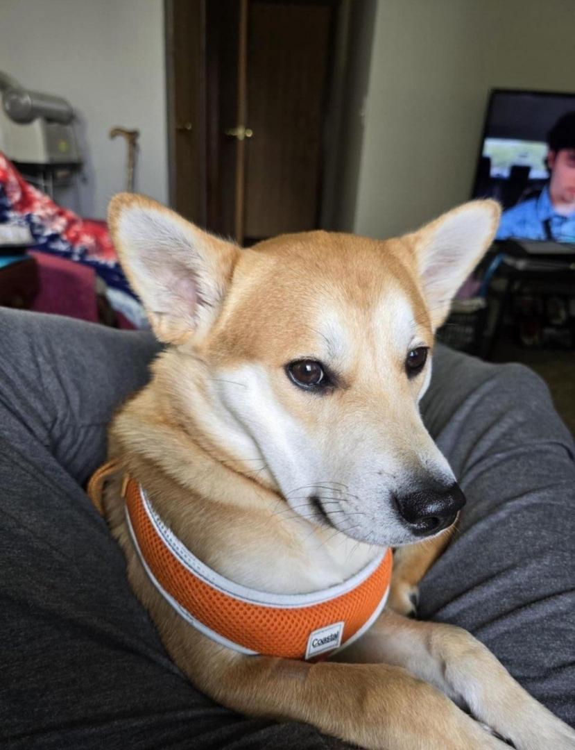 Sparky, Adoptable, Young Male Shiba Inu & American Eskimo Dog.