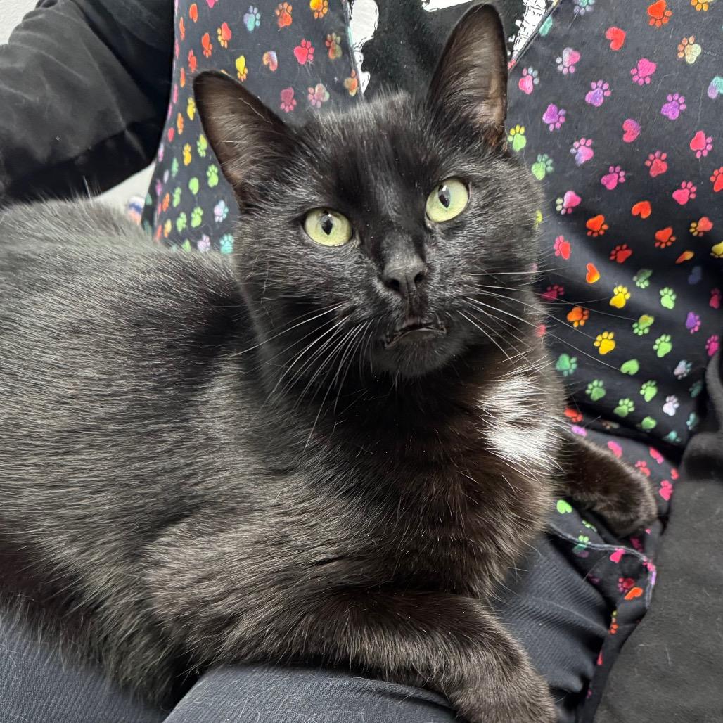 Enlarge Puma, a Adoptable Domestic Short Hair in Port Angeles, WA image 2/6