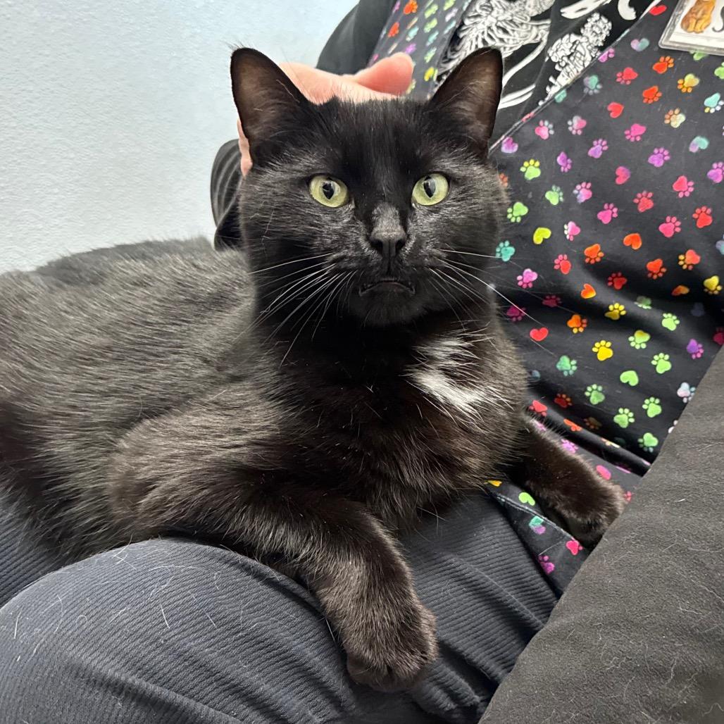 Enlarge Puma, a Adoptable Domestic Short Hair in Port Angeles, WA image 5/6