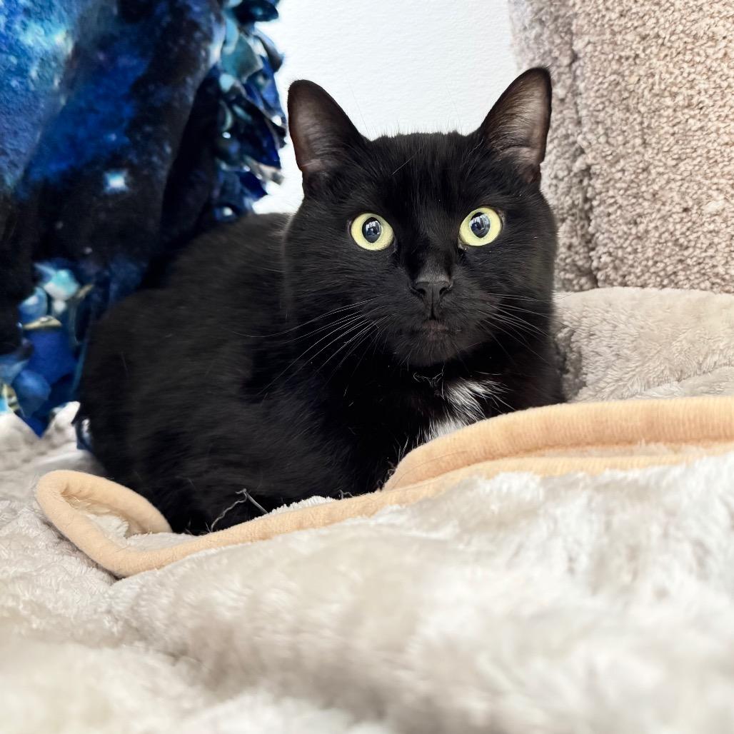 Enlarge Puma, a Adoptable Domestic Short Hair in Port Angeles, WA image 6/6