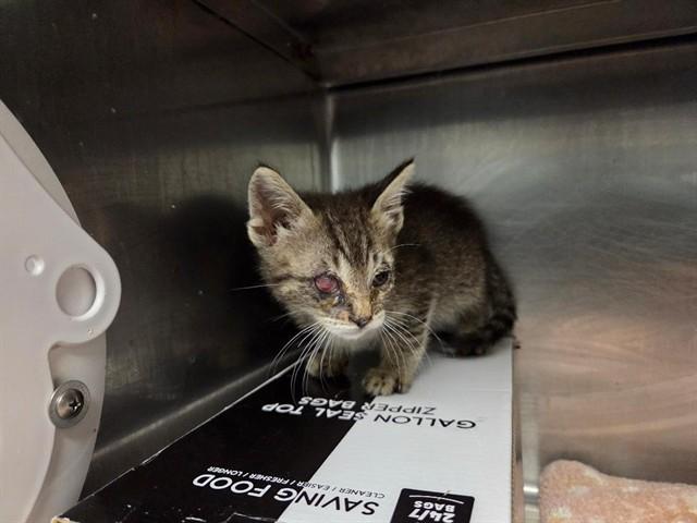 Enlarge WILLIAM MCKINLEY, a Adoptable Domestic Short Hair in Antioch, CA image 1/1