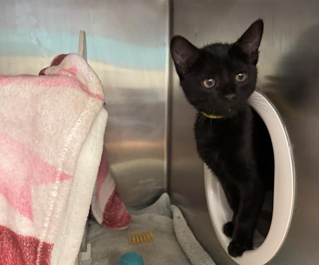 Enlarge MARIE CURIE, a Adoptable Domestic Short Hair in Palo Alto, CA image 1/1