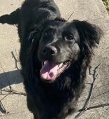 Enlarge Alma, a ADOPTABLE Shepherd in Glasgow, KY image 2/3