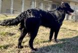 Enlarge Alma, a ADOPTABLE Shepherd in Glasgow, KY image 3/3