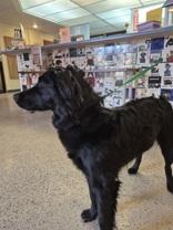 Alma, ADOPTABLE, Young Female Shepherd.