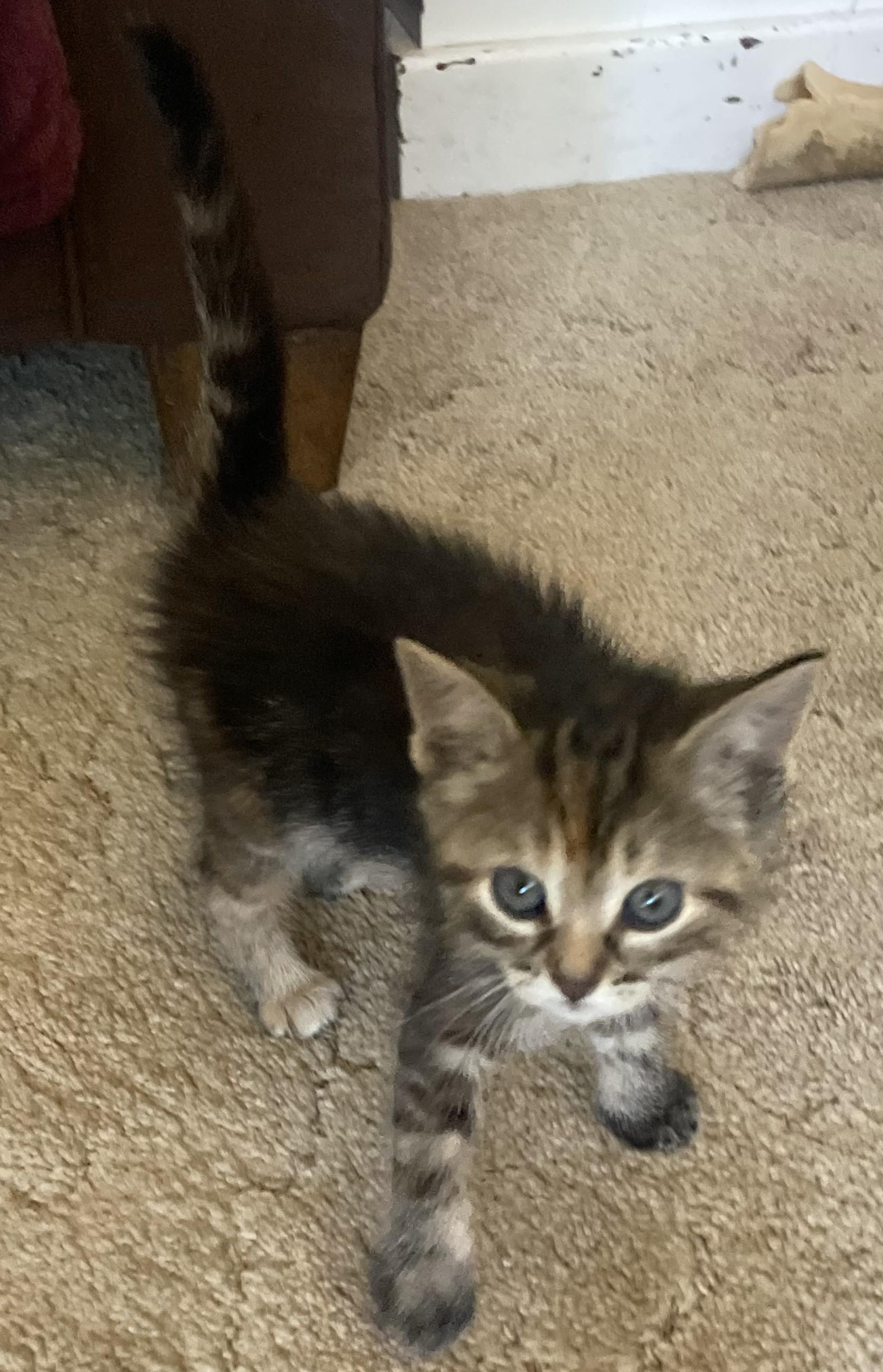 Dotty, Adoptable, Kitten Female Domestic Short Hair.