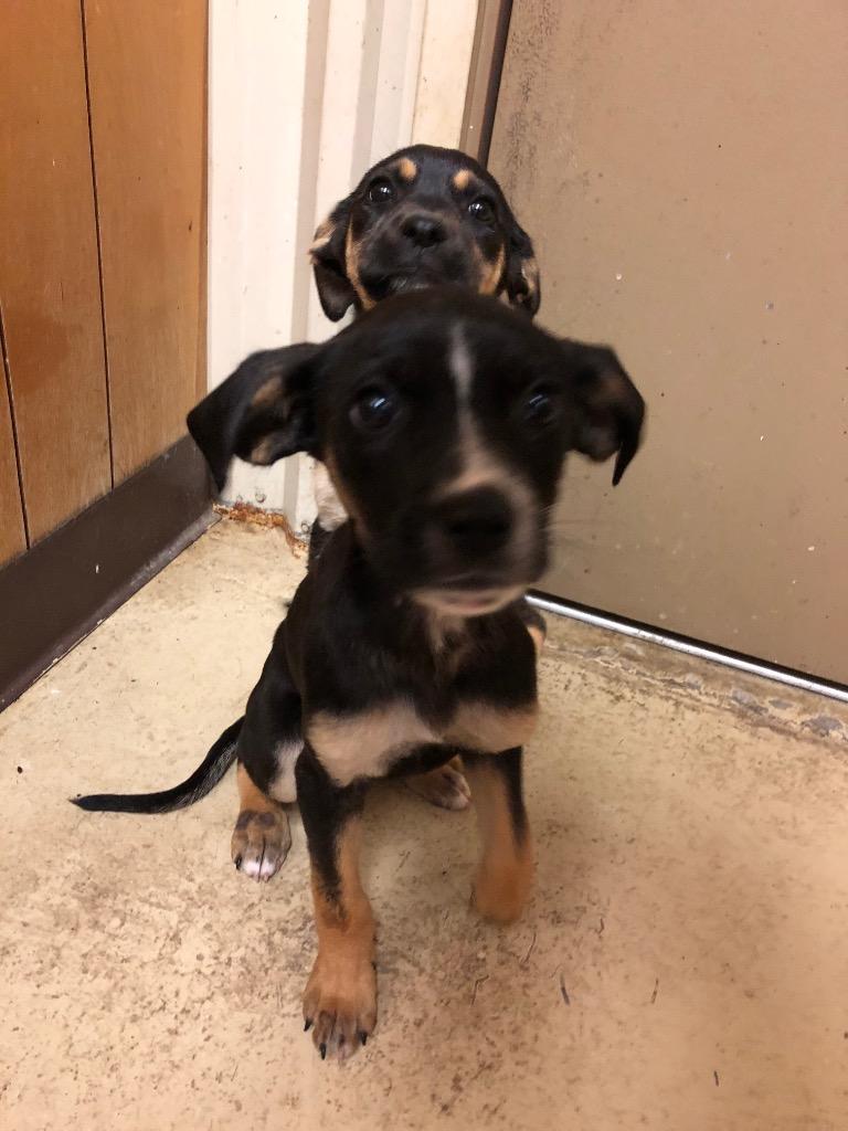 Abby, Adoptable, Puppy Female Terrier.