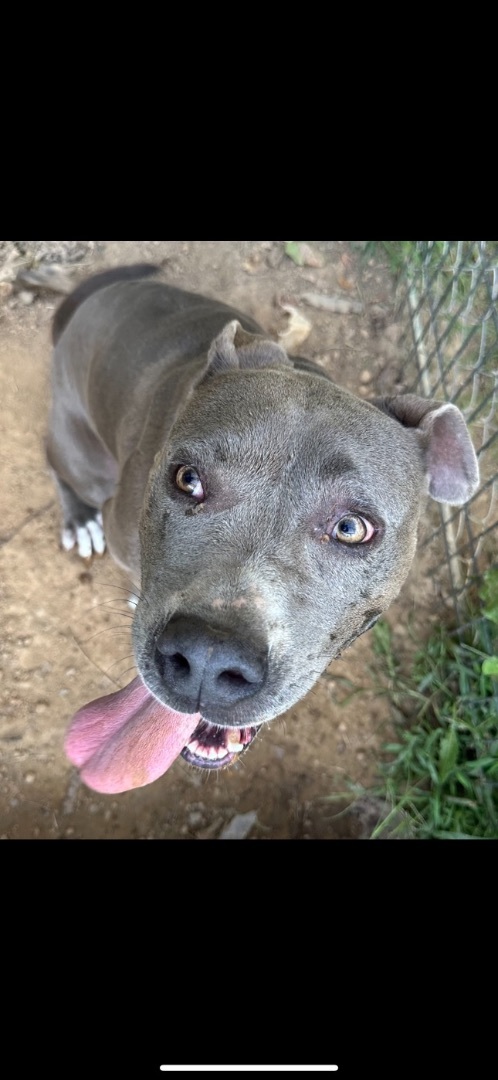 Mama dog, a Adoptable mixed breed in Hopkinsville, KY image 1/2