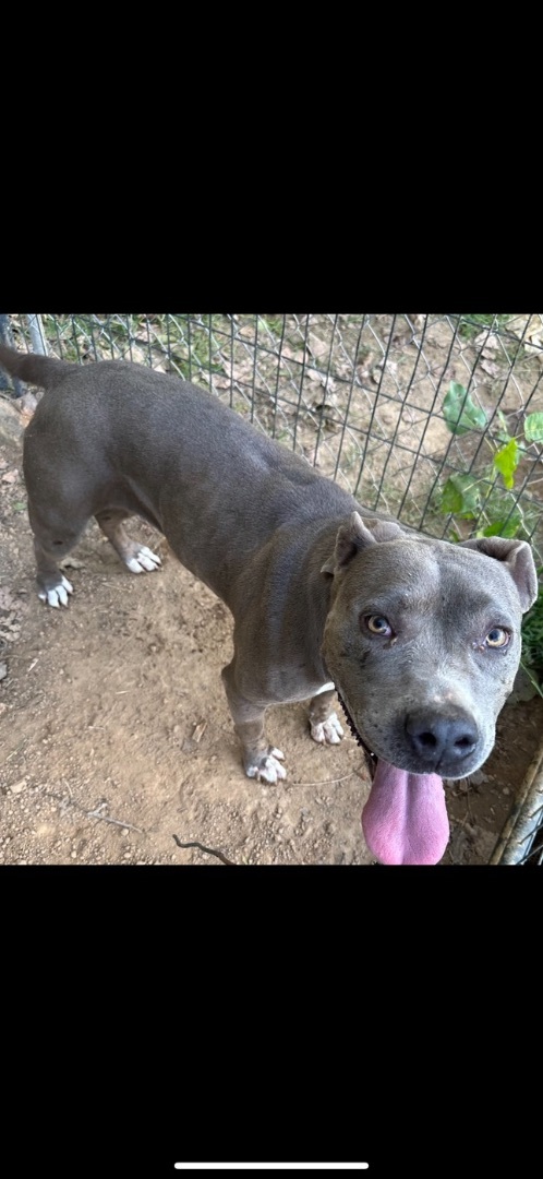 Mama dog, a Adoptable mixed breed in Hopkinsville, KY image 2/2