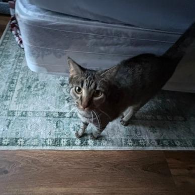 Enlarge Bo, a Adoptable Domestic Short Hair in Columbus, GA image 1/2