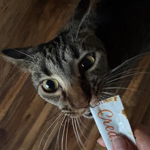 Enlarge Bo, a Adoptable Domestic Short Hair in Columbus, GA image 2/2