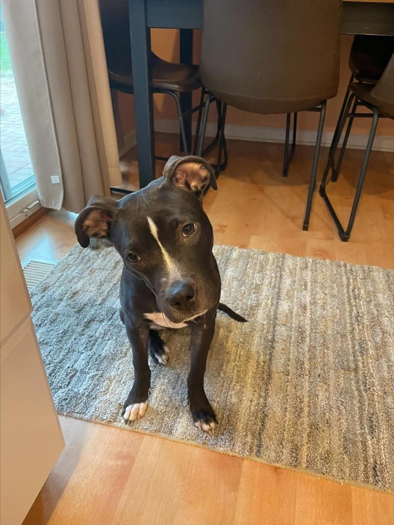 Coco, Adoptable, Puppy Female Labrador Retriever & Hound.