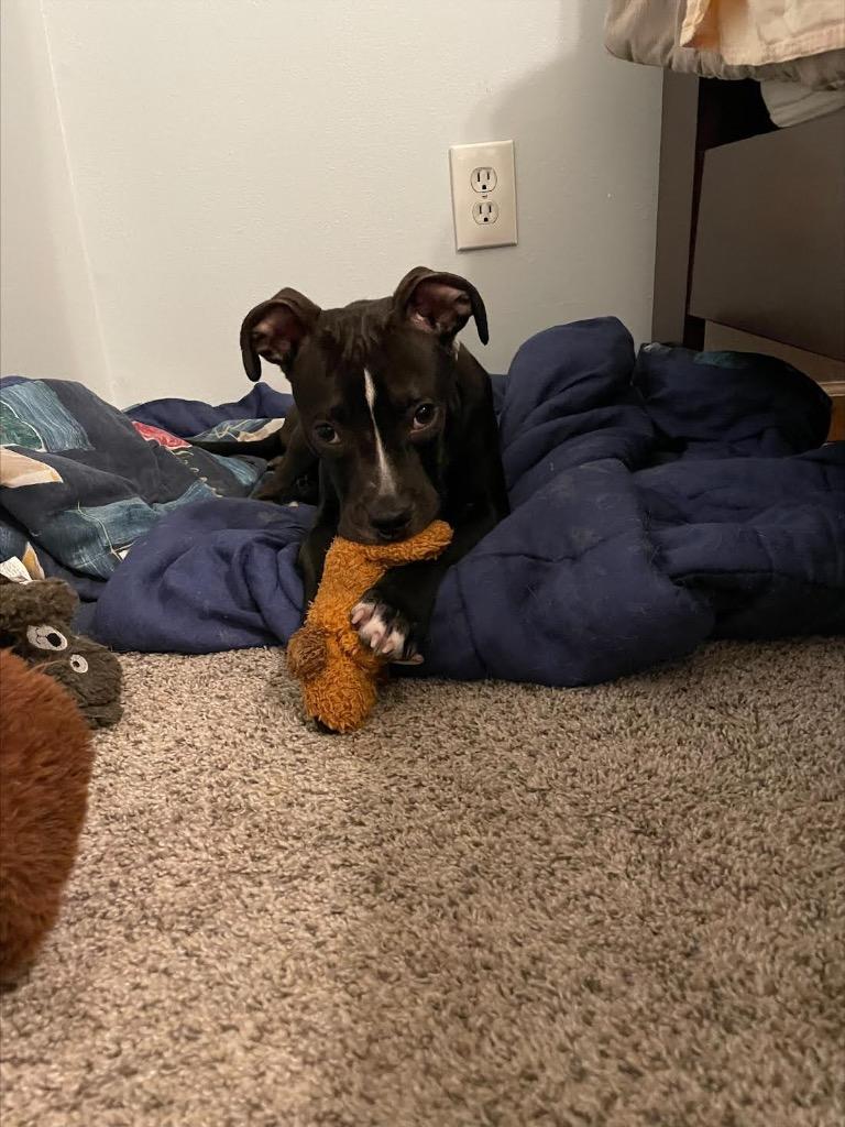 Enlarge Coco, a Adoptable mixed breed in Detroit, MI image 2/6