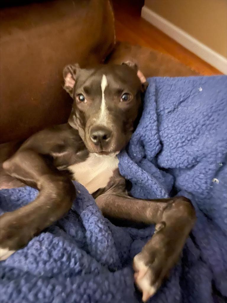 Enlarge Coco, a Adoptable mixed breed in Detroit, MI image 3/6