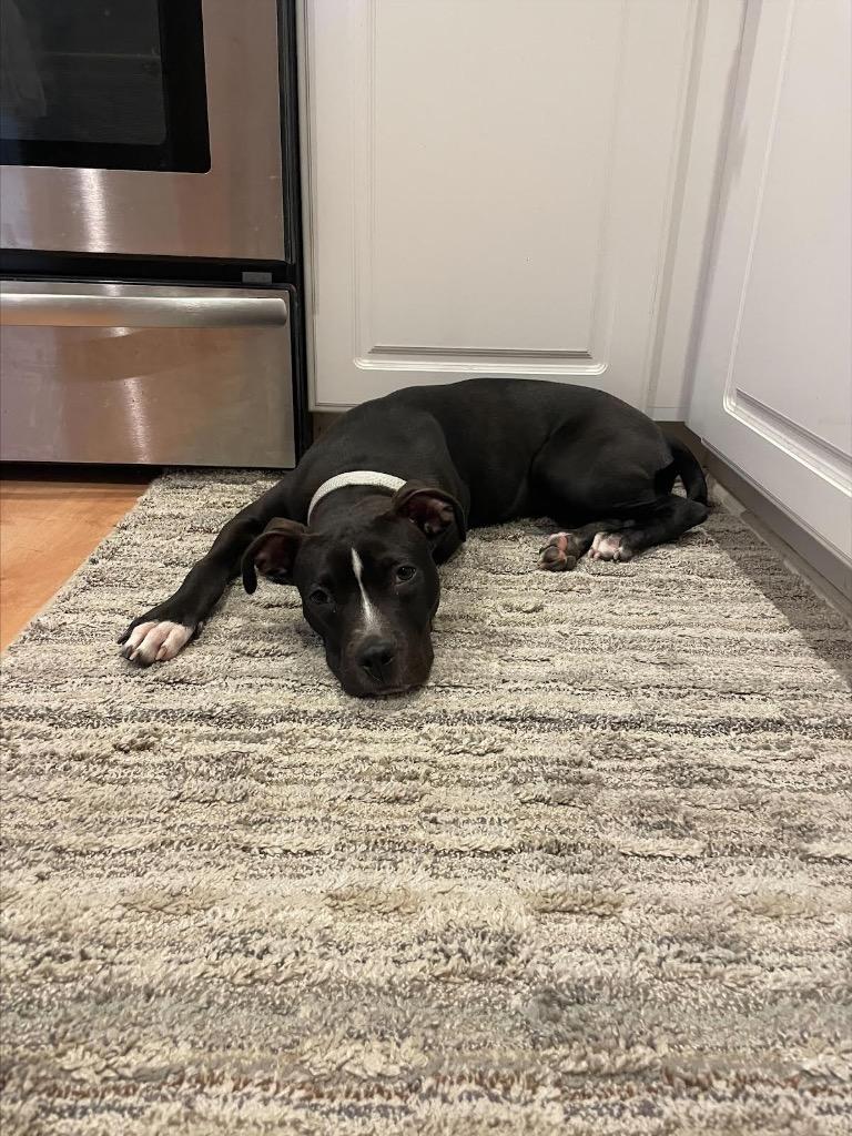 Enlarge Coco, a Adoptable mixed breed in Detroit, MI image 4/6