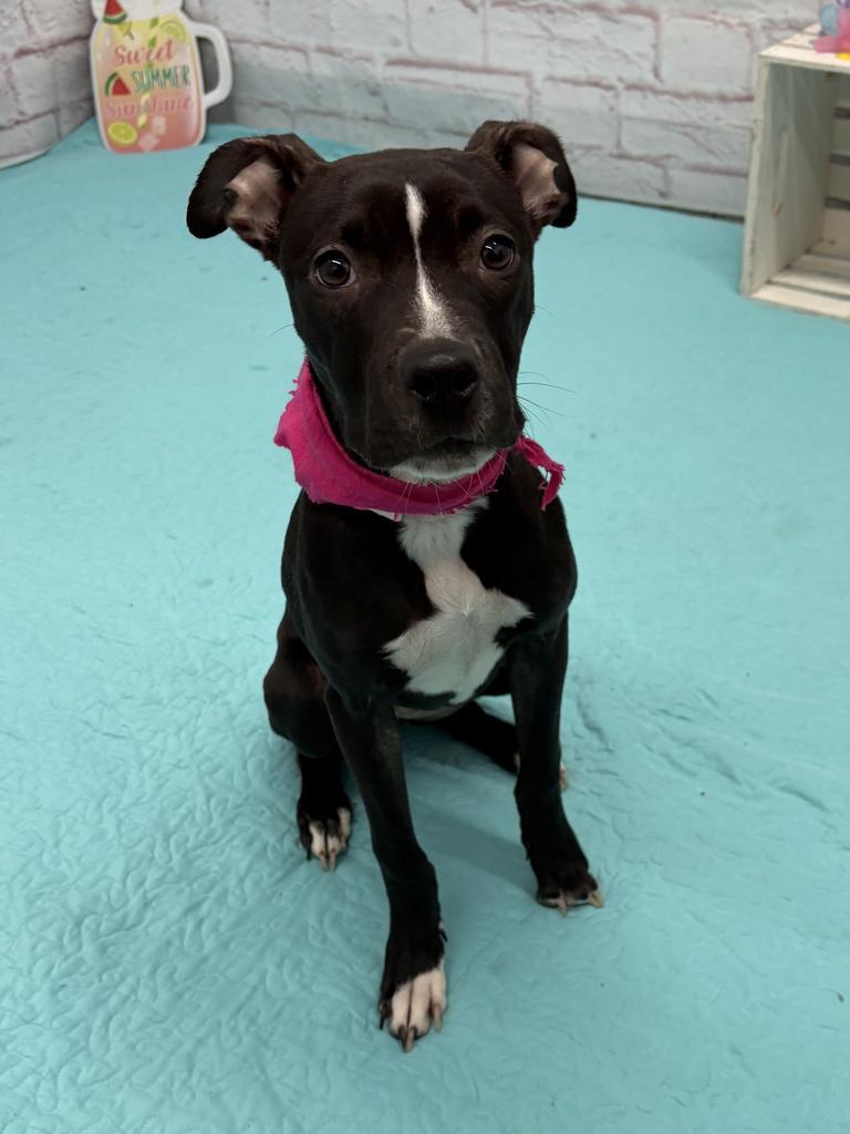 Enlarge Coco, a Adoptable mixed breed in Detroit, MI image 6/6