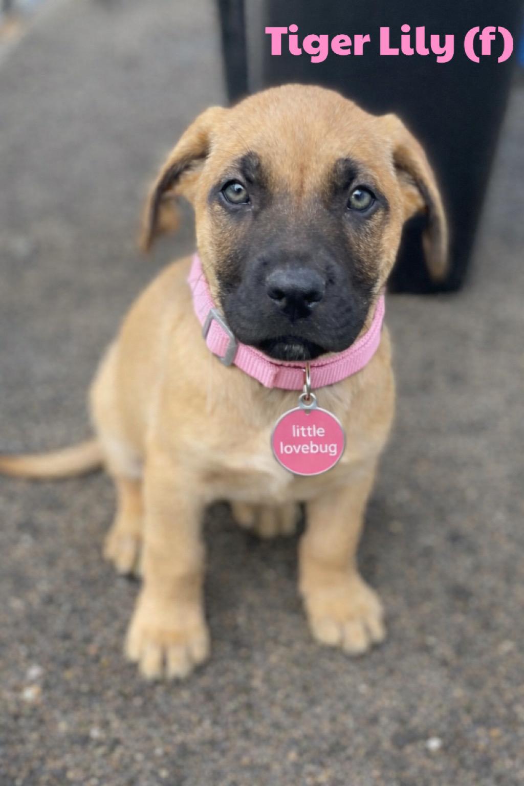 Enlarge Tiger Lily, a Adoptable mixed breed in Winston, OR image 1/1