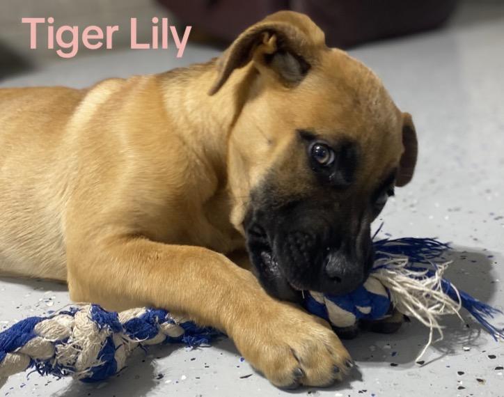 Enlarge Tiger Lily, a Adoptable mixed breed in Winston, OR image 2/2