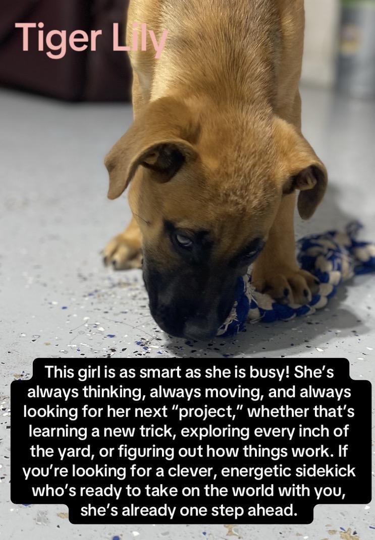 Enlarge Tiger Lily, a Adoptable mixed breed in Winston, OR image 1/2