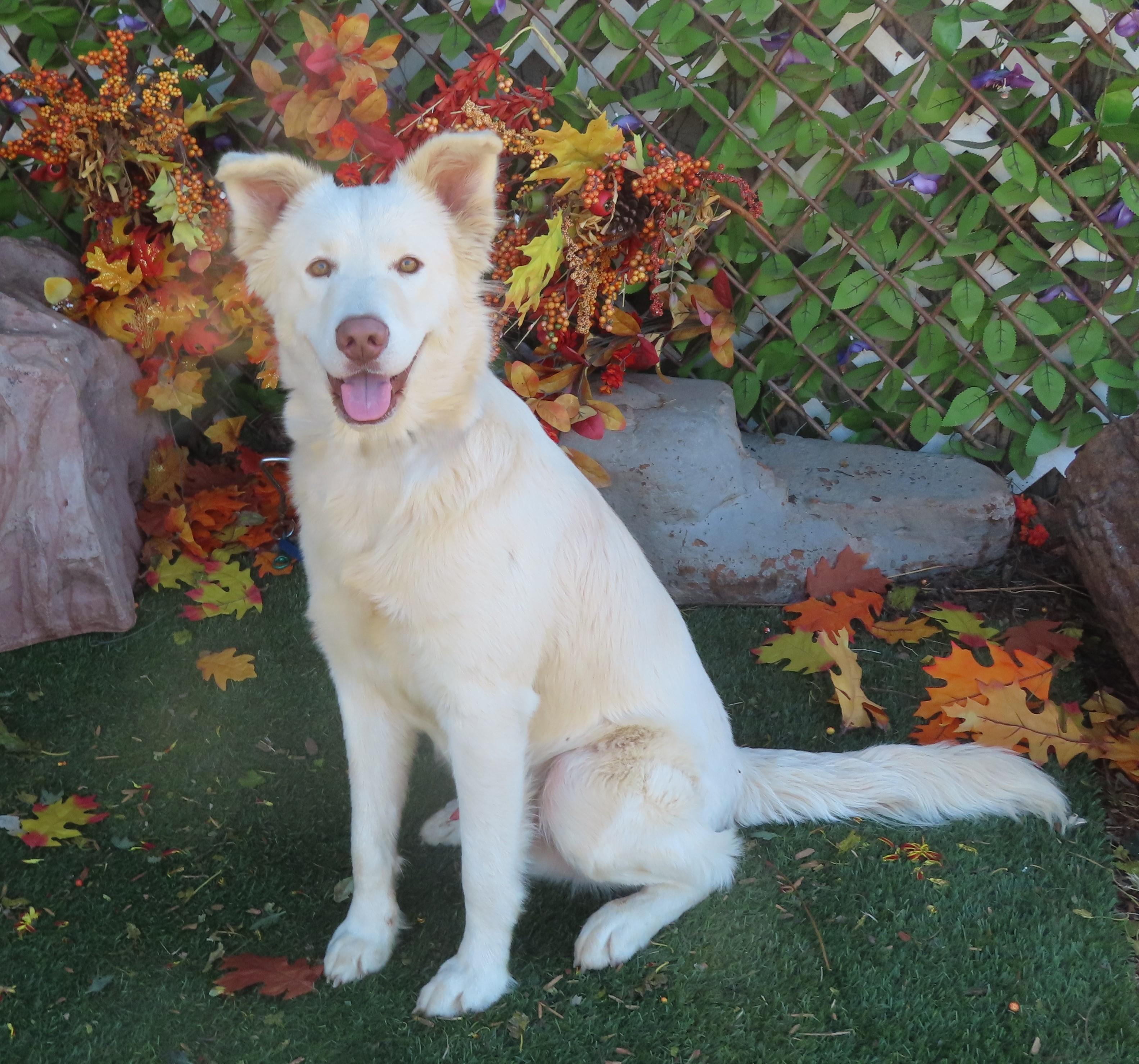 Dog available for adoption - (405) 297-3100